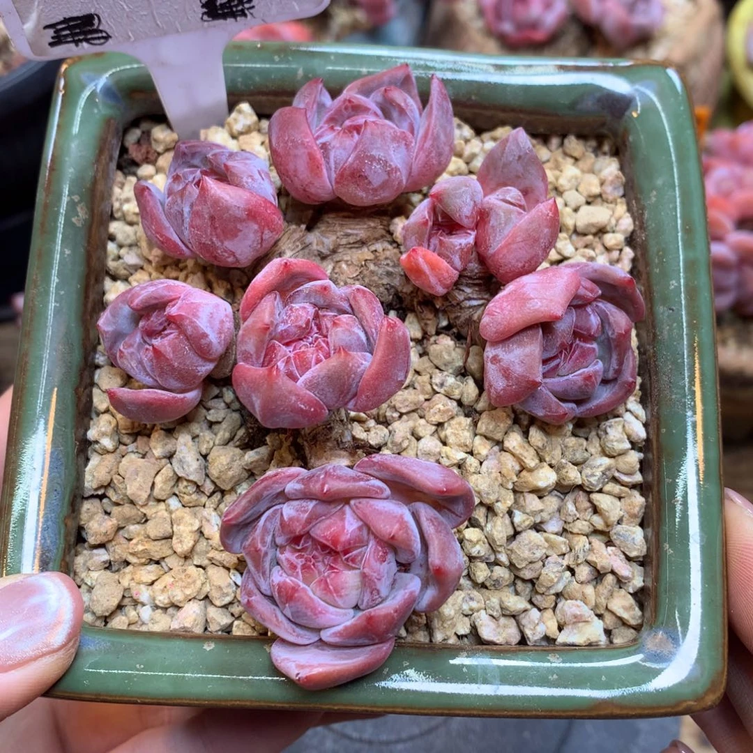 A1558 星影 老桩 7头