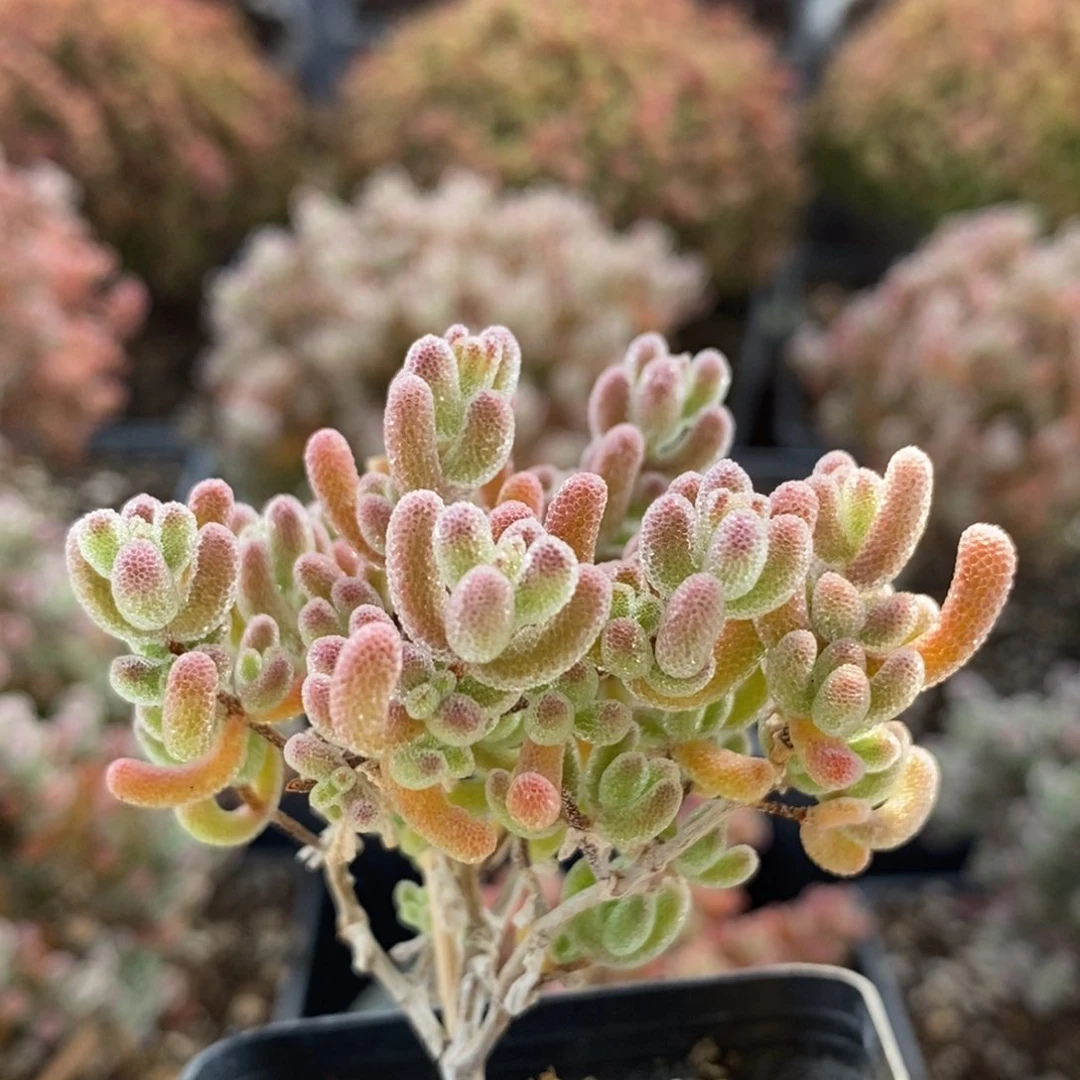 不****线冰晶5547枝干番杏