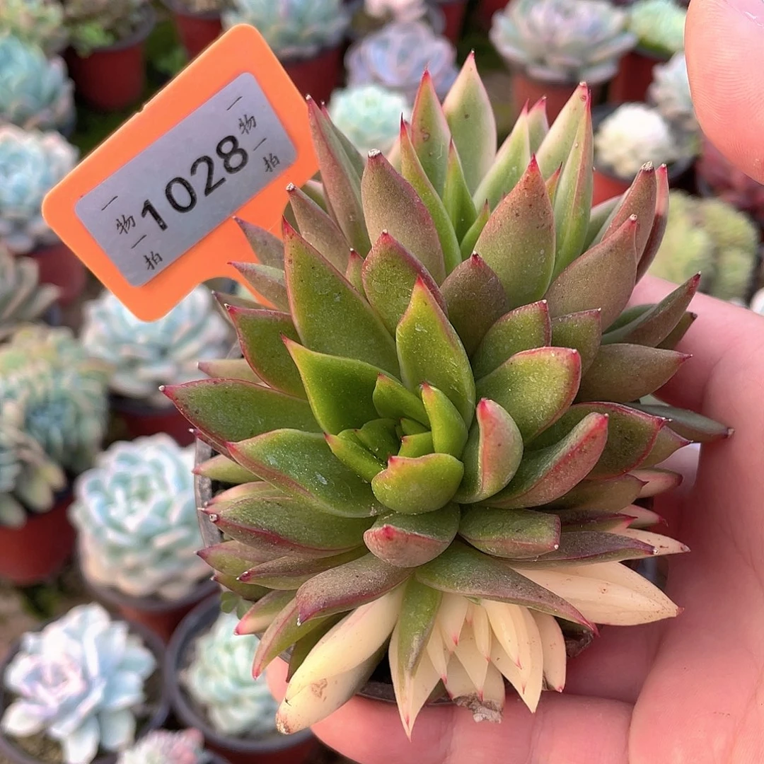 同***起1028号多肉植物盆栽
