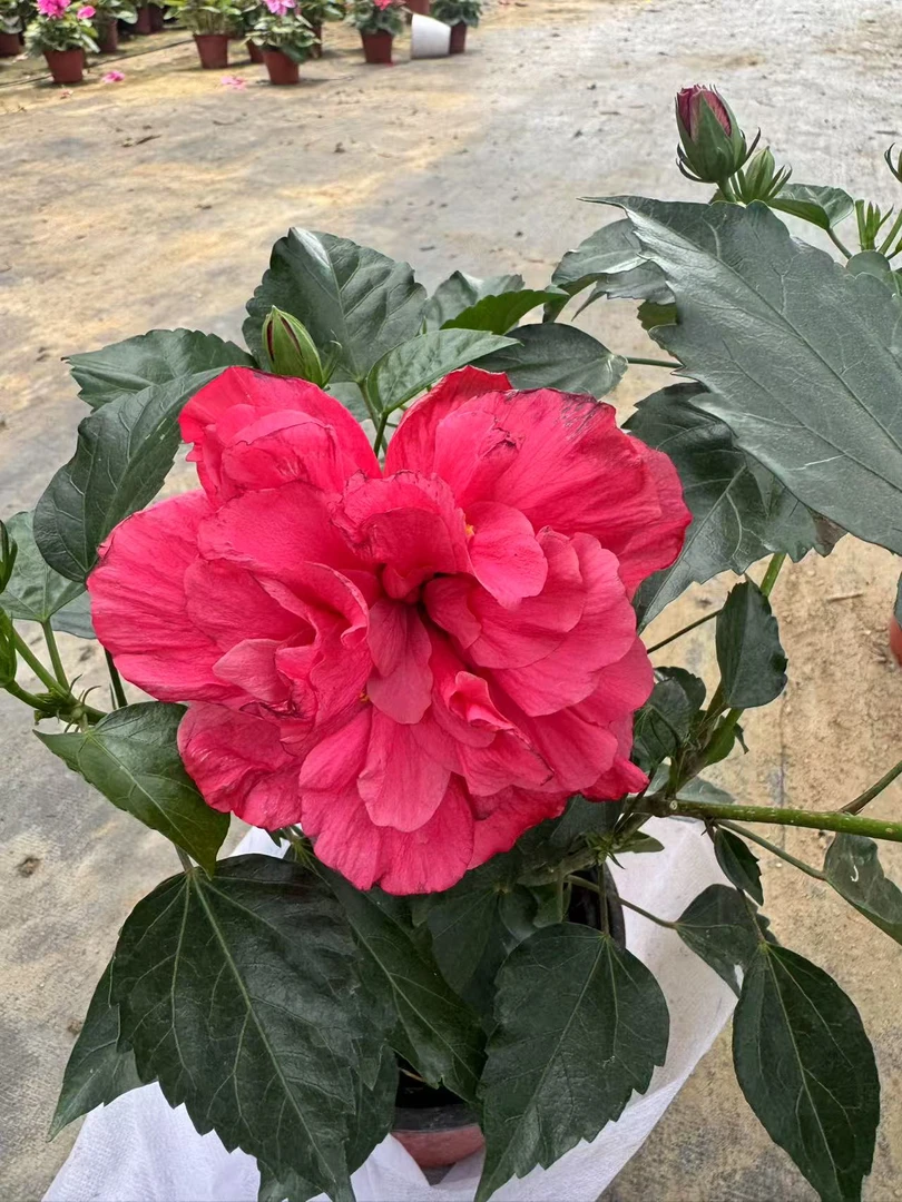 玫红木槿带花苞盆栽耐热耐寒好养室内花卉带花苞