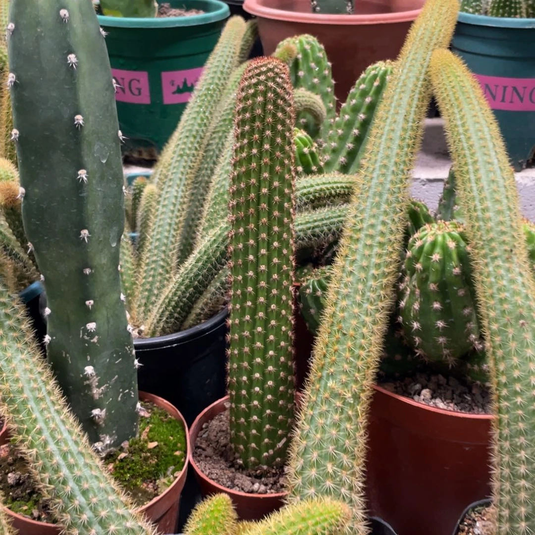 新品金妞红蜻蜓自根带崽