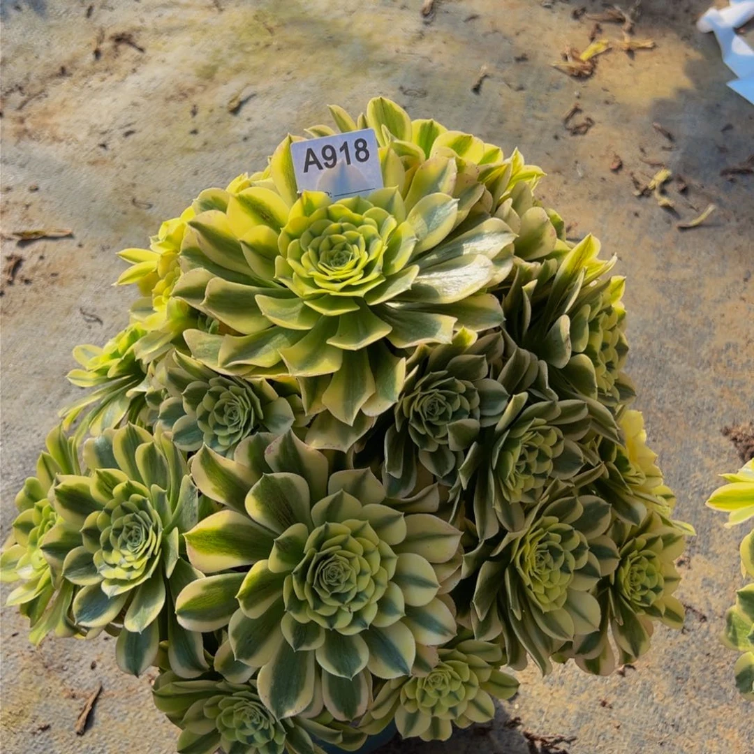 い****918绿豆沙法师，多肉植物