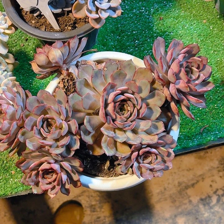 阿***礼丽娟花卉冰红茶520