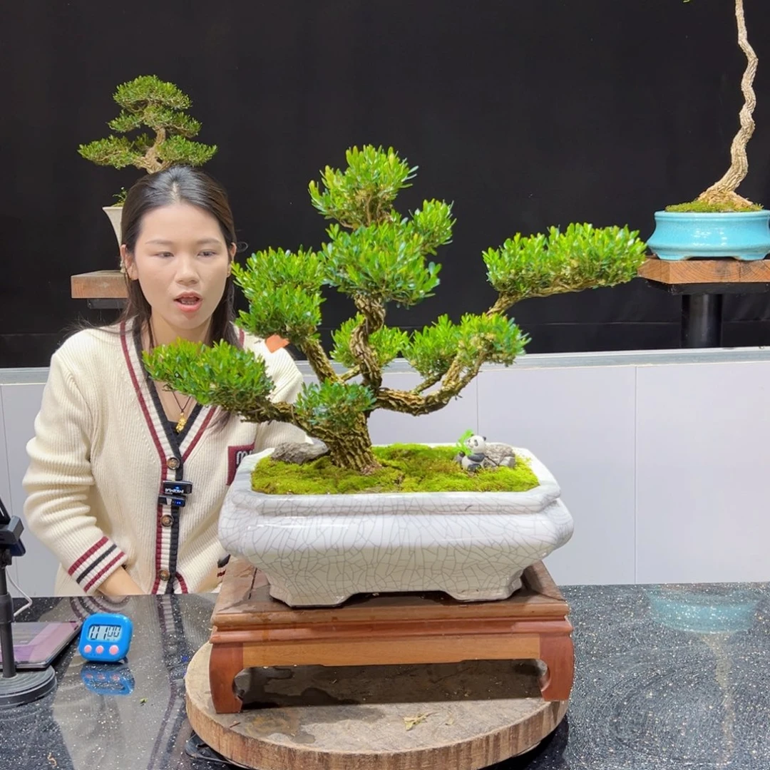黄杨Z****J盆景老桩四季常青