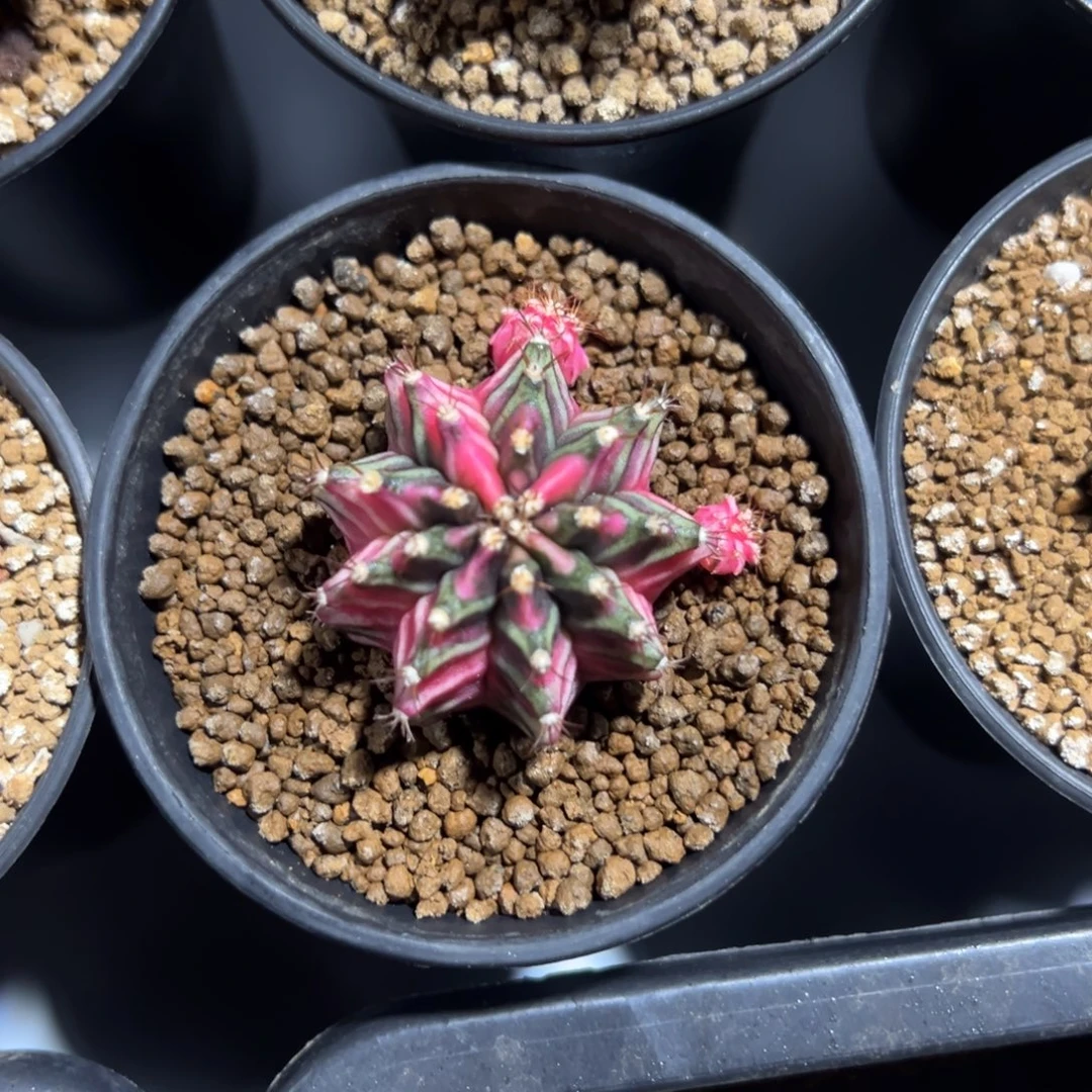 五月侧芽自根带盆土发货