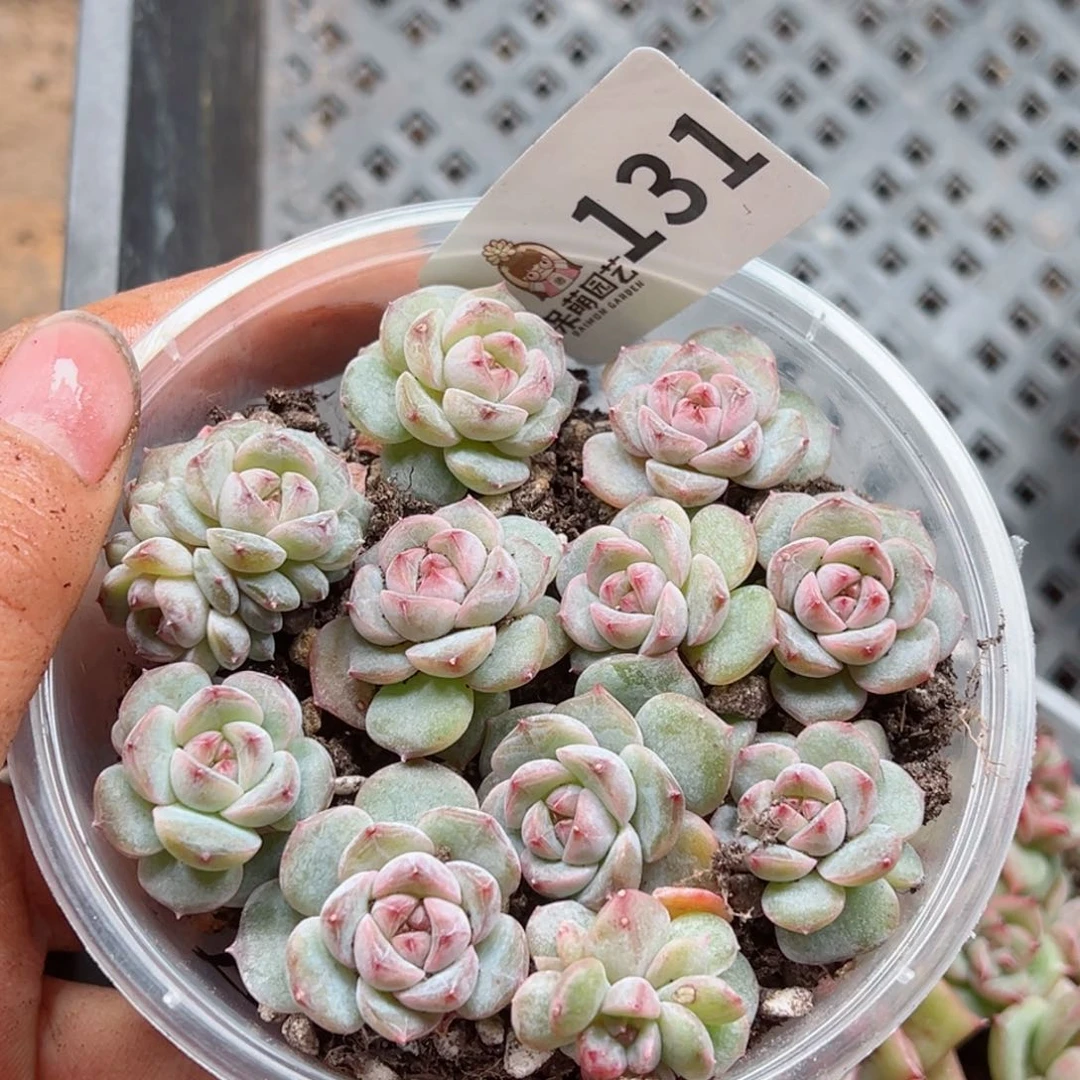 多肉植物多肉植物