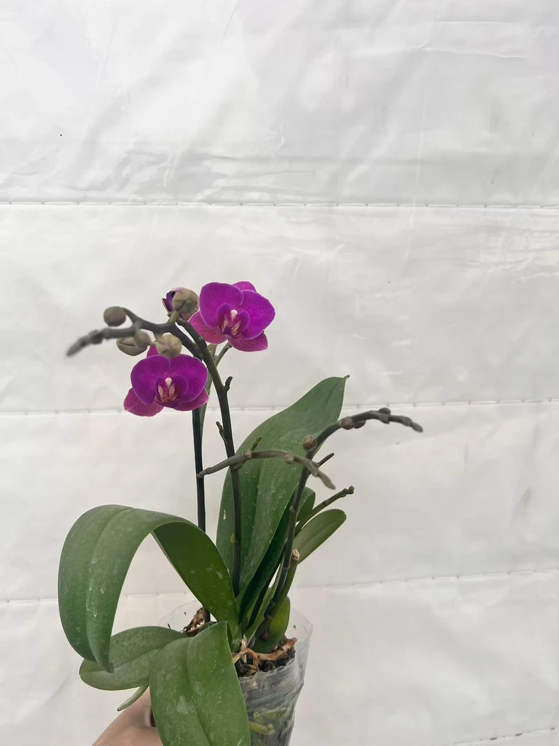 云鹏蝴蝶兰（代号6635）带花带花苞发货