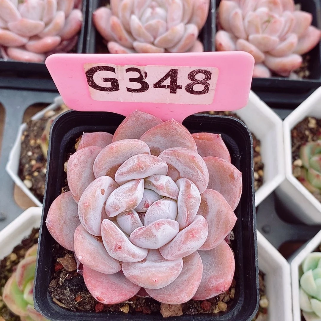 咖***糖橙子6cm多肉植物