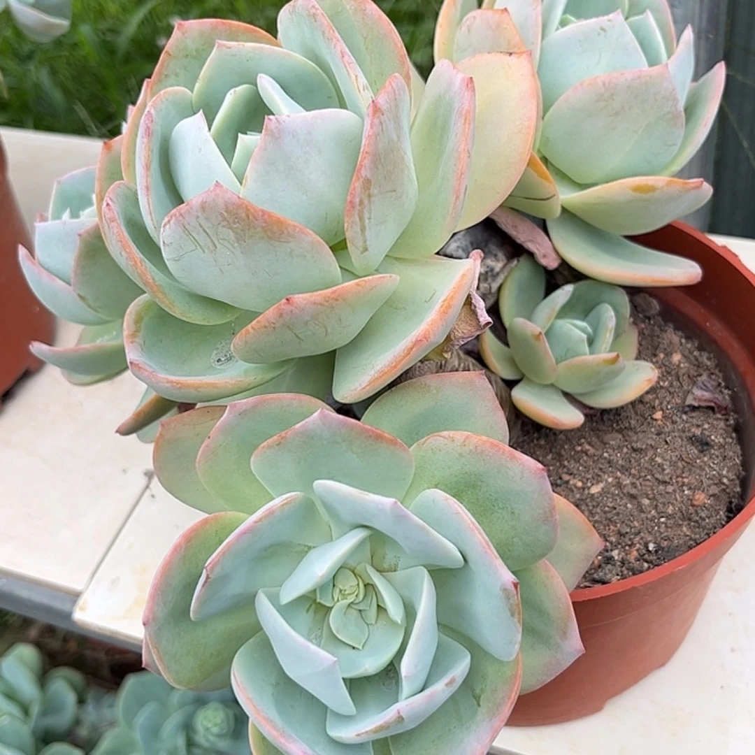 【闪购商品】无花朵紫*