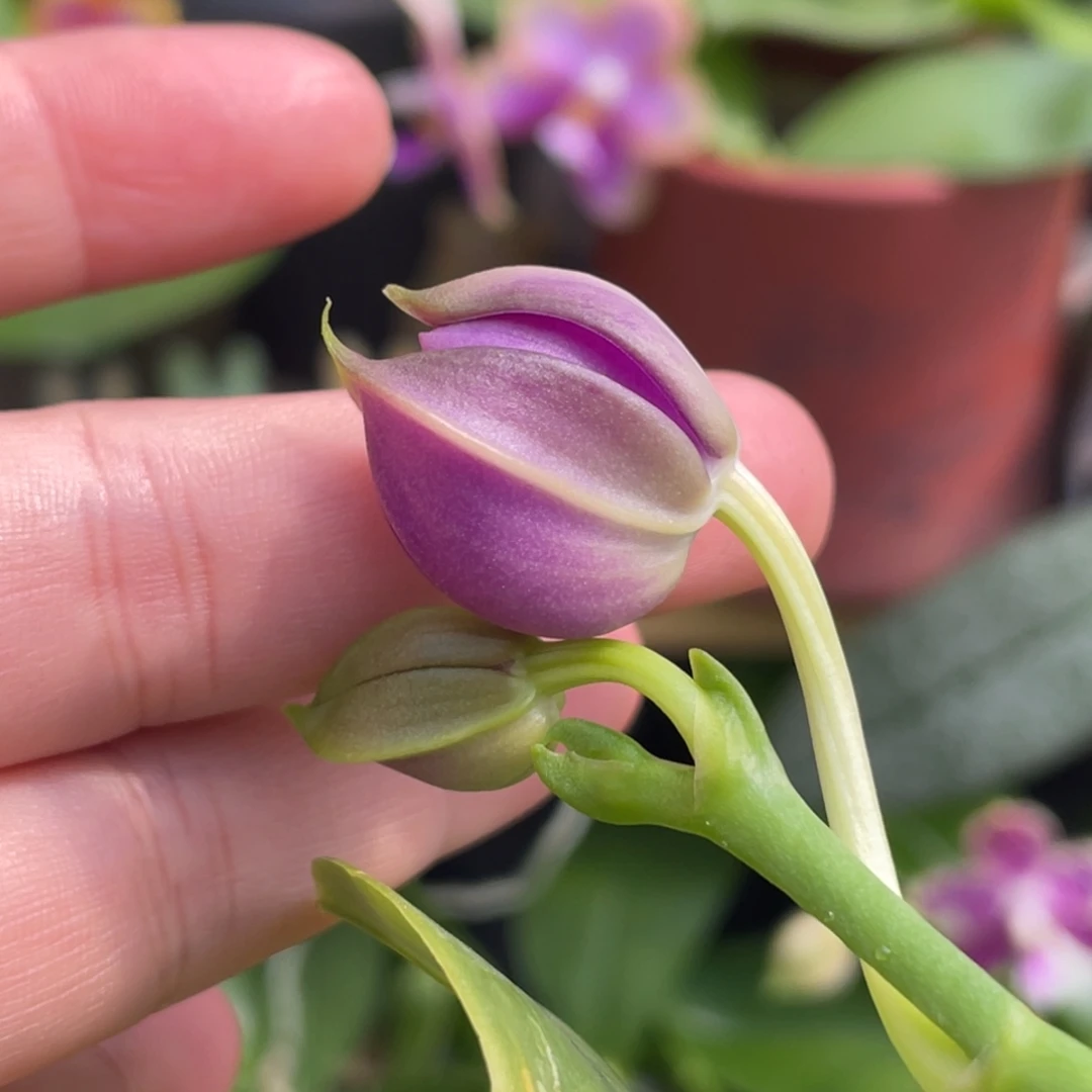 全部花苞2.5天使路德狗