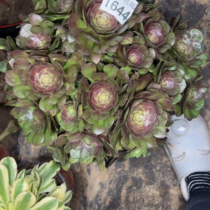 1644南万圣节不包损多肉植物