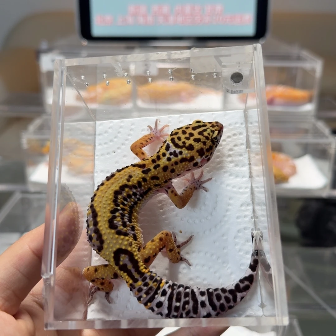 豹纹守宫设计者妹妹