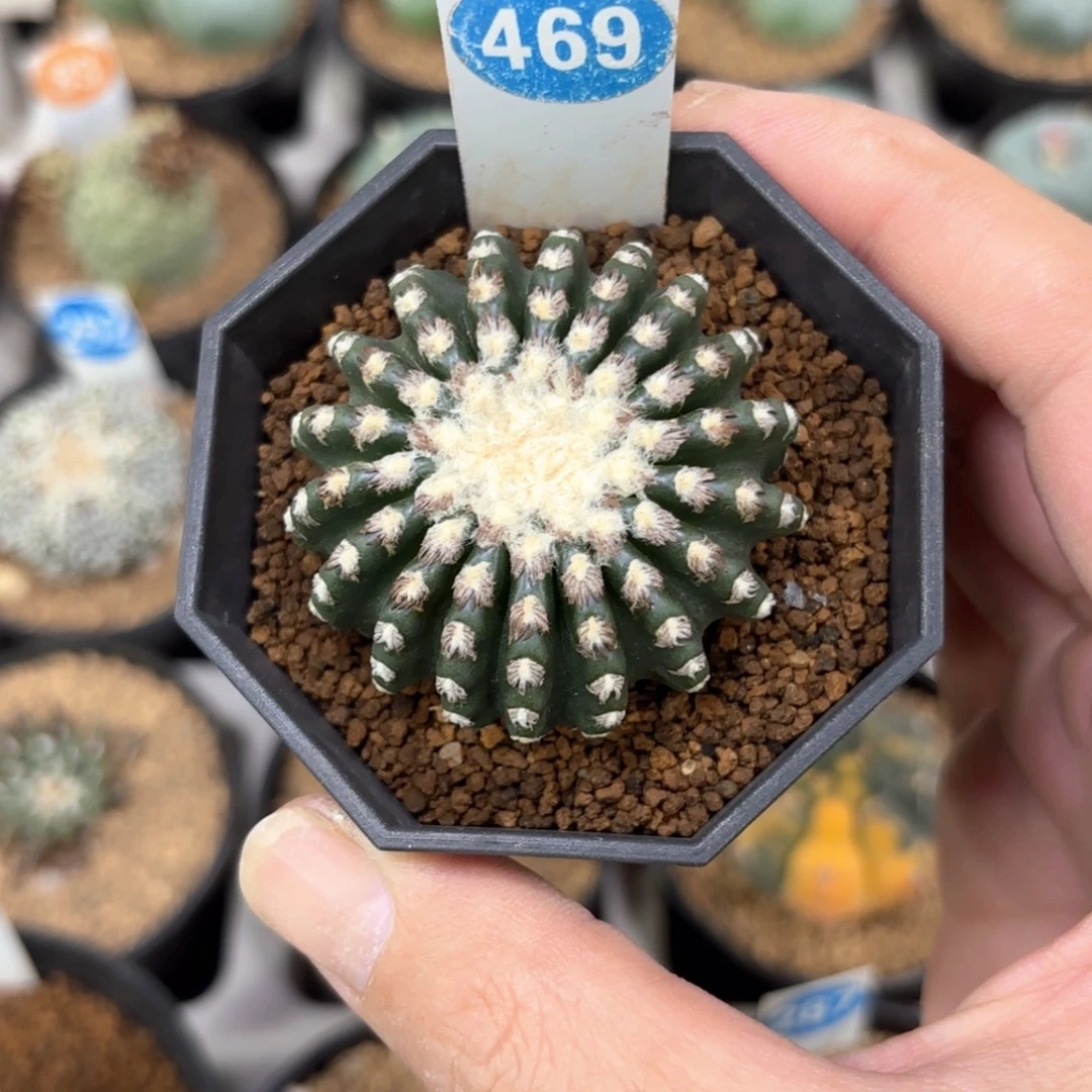 469实生奇特球带盆带土发货