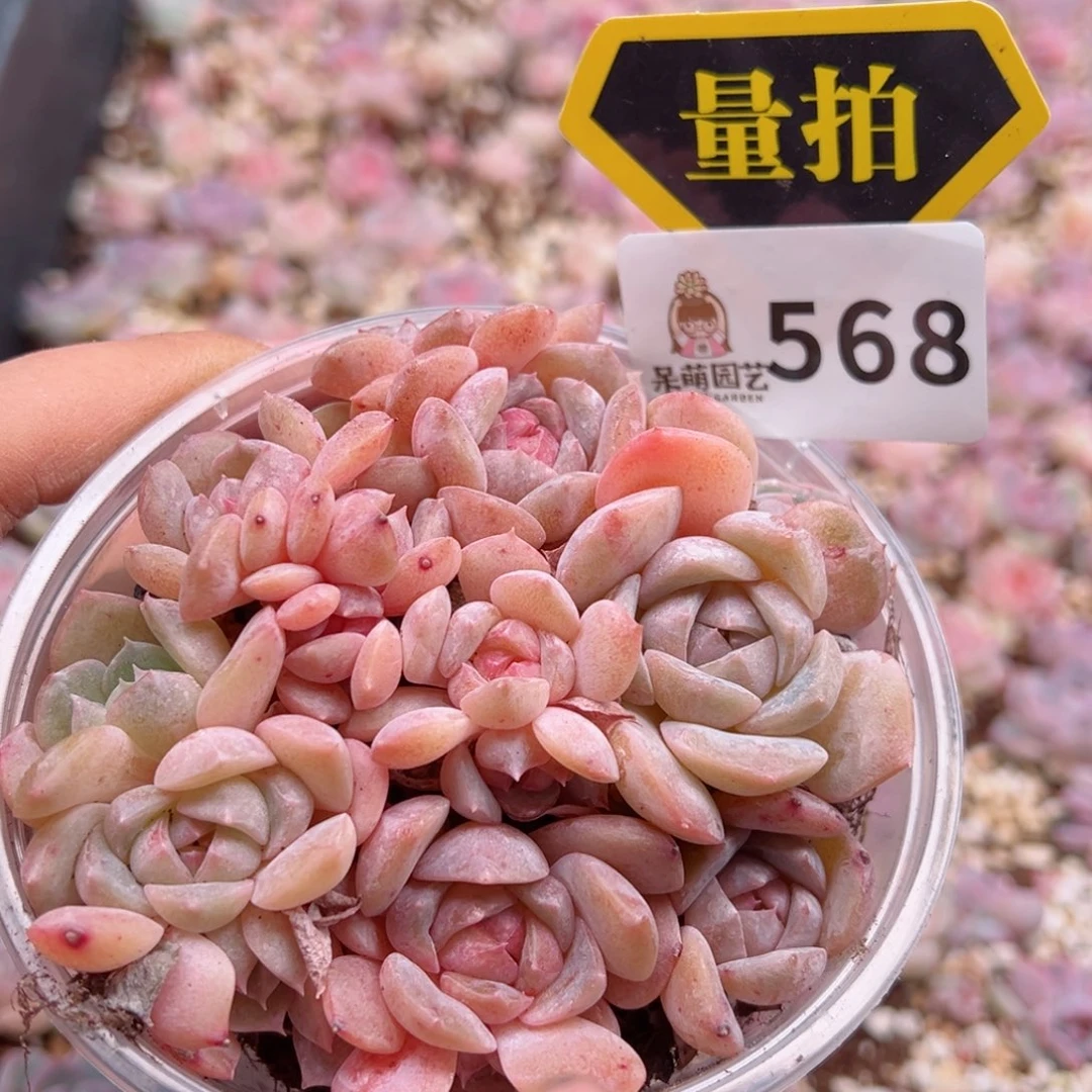 多肉植物多肉植物