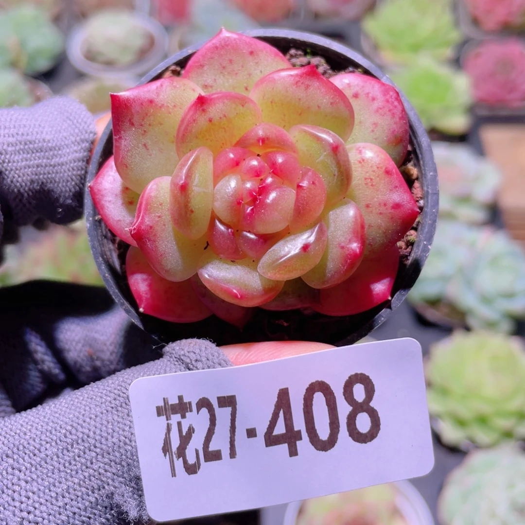 花利美27-408福利珍妮