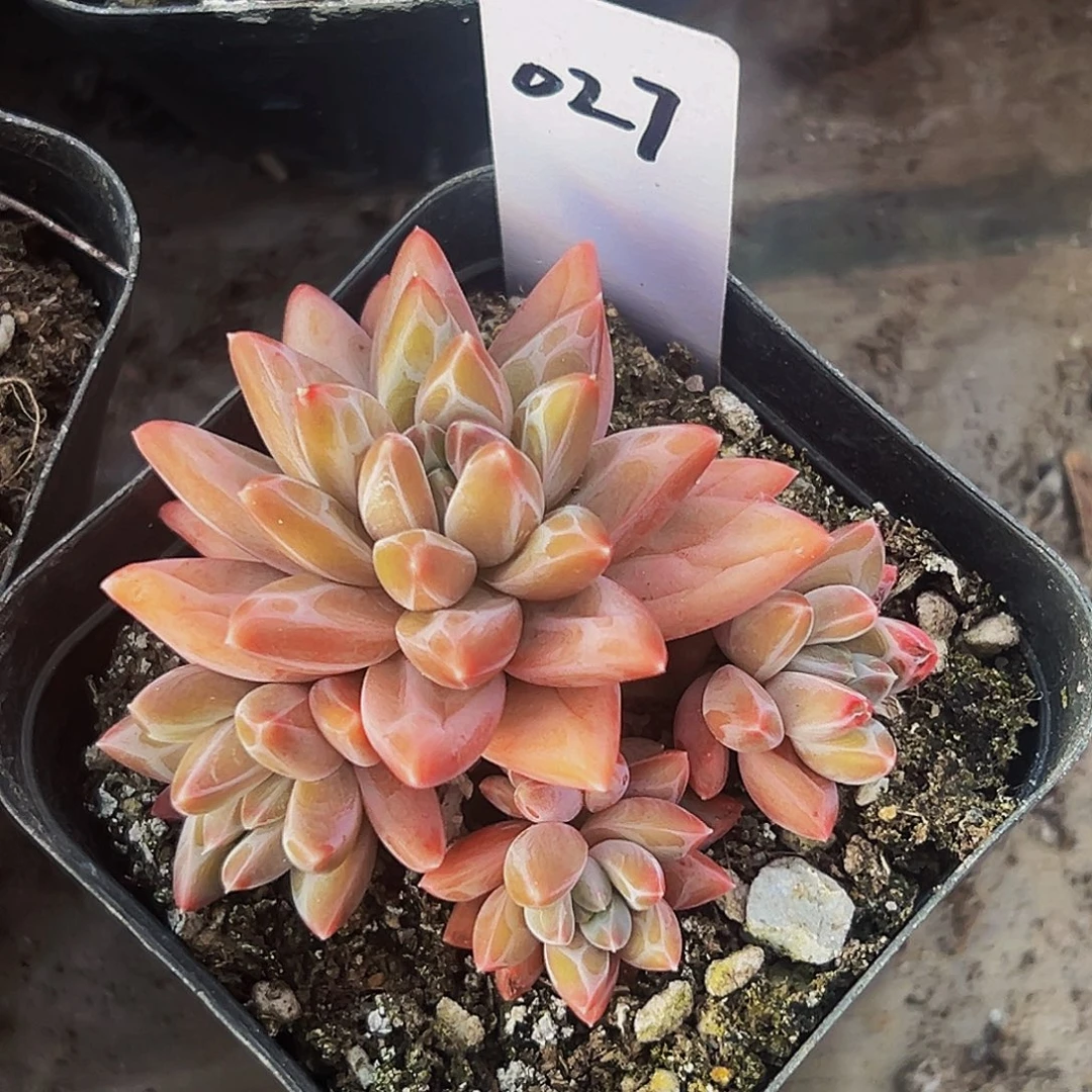 桔云多肉美人精品系列