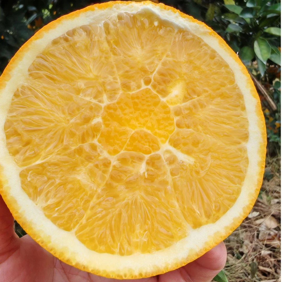 超大果福利道州脐橙脆甜多汁95-110MM 5斤装 5-6个