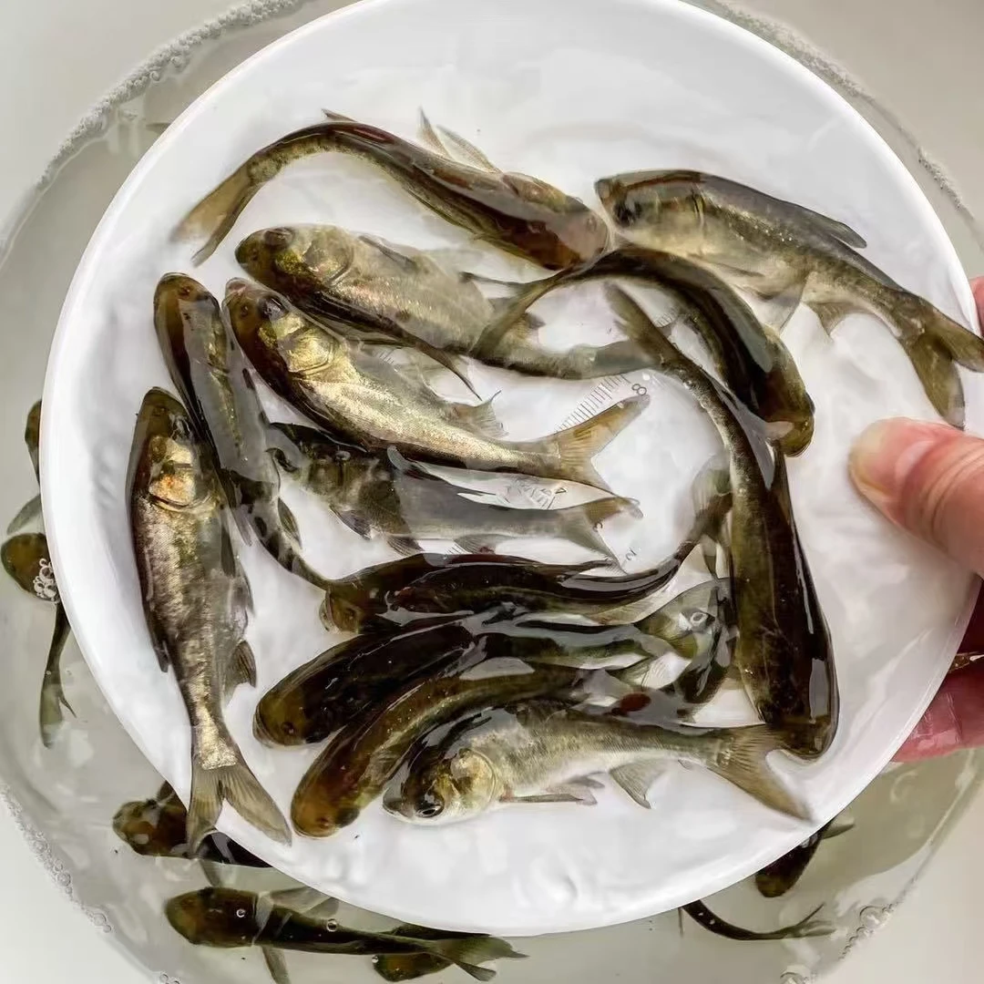 【花鲢 数条】黑斑花鲢鱼大头鱼鳙淡水养殖宠物鱼包活