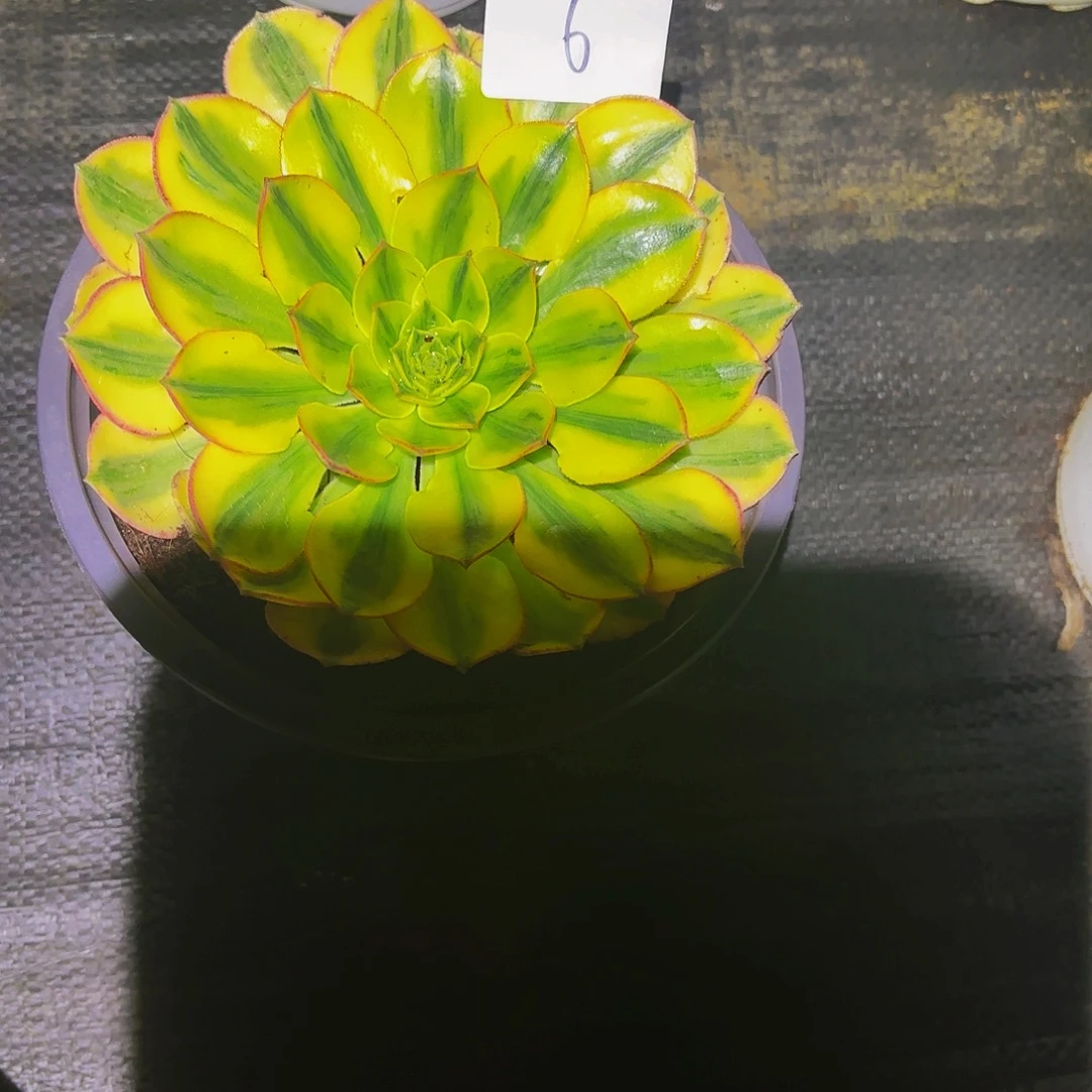 陈***帮6多肉植物植物植物发