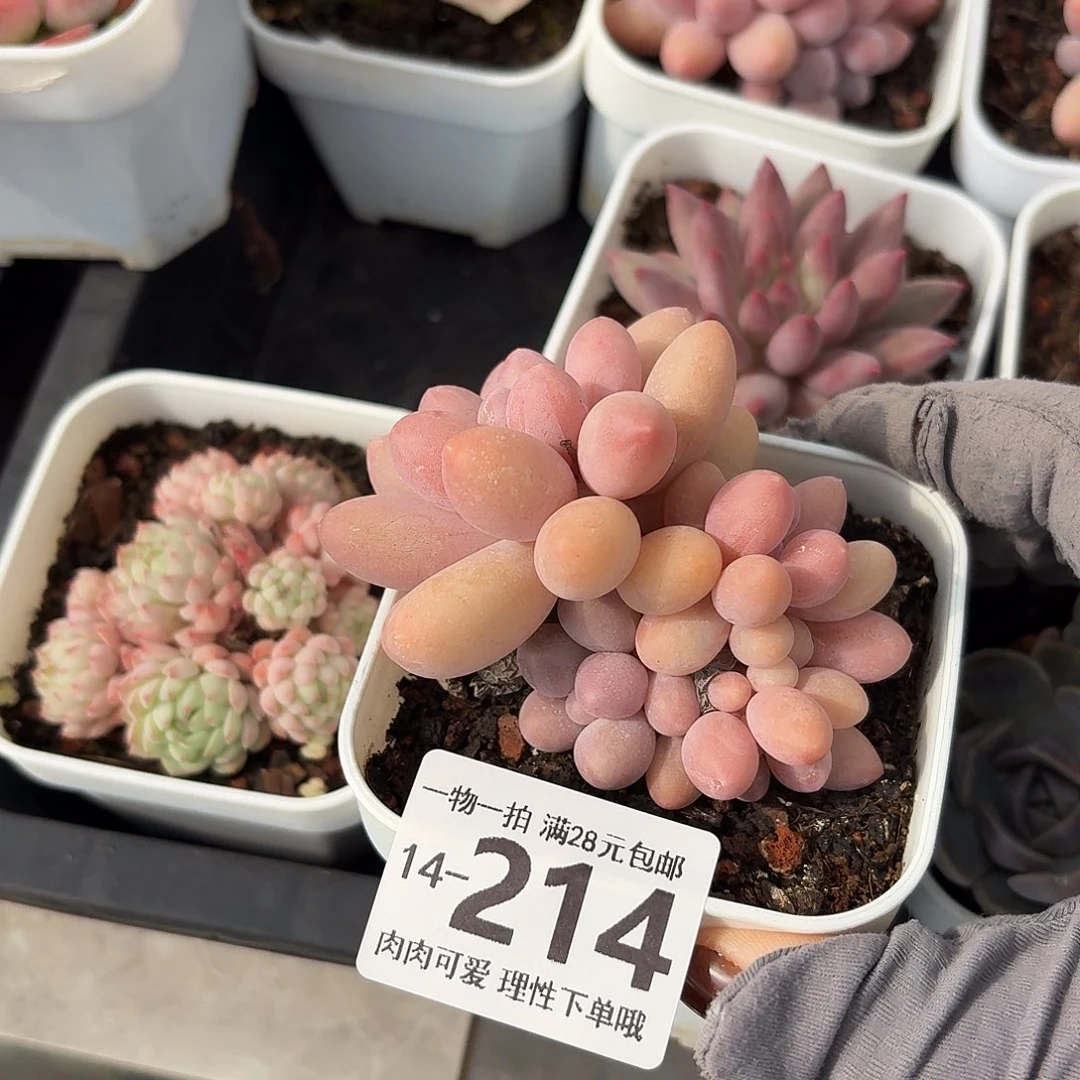 汤圆多肉无盆土发货