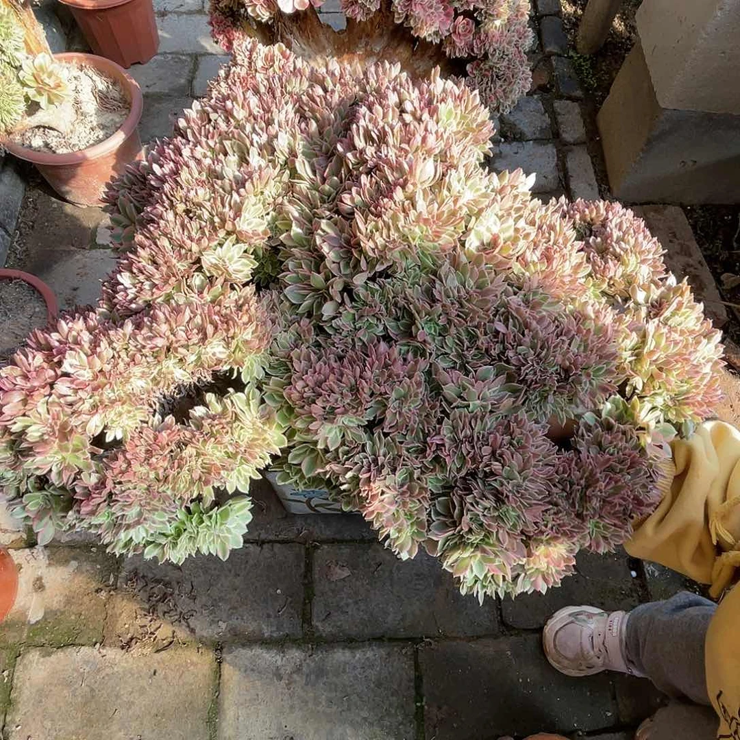 【闪购商品】全部花朵女神