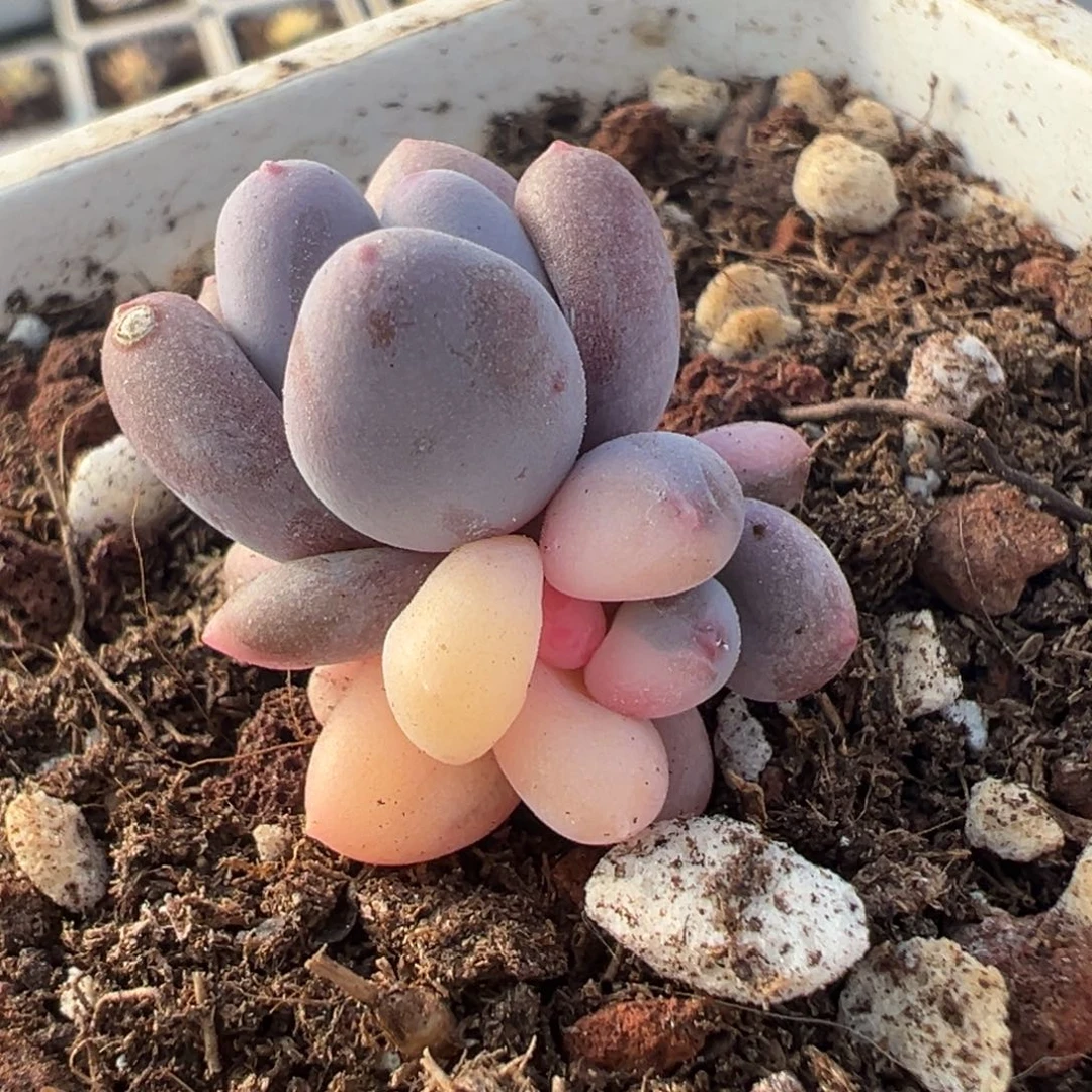 奶酪锦，双头叶插苗