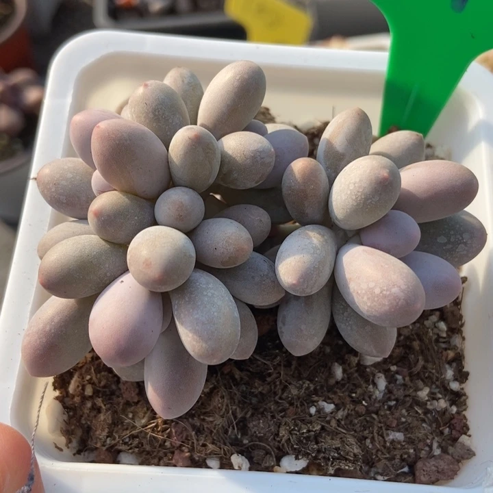 991汤圆多肉植物保护