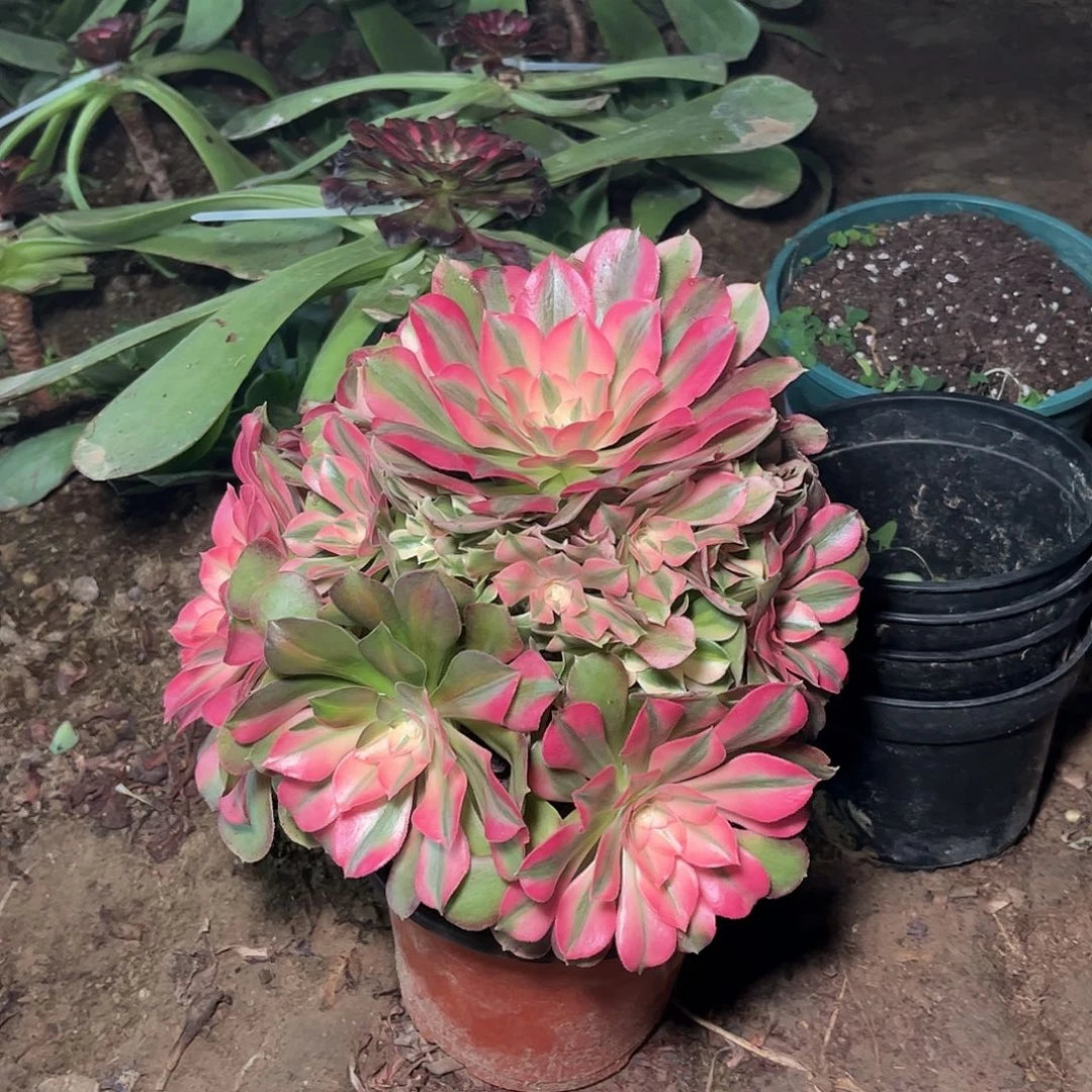 多肉植物香妃捧花7701