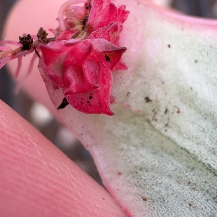 佛洛瑞安娜锦一物一拍12