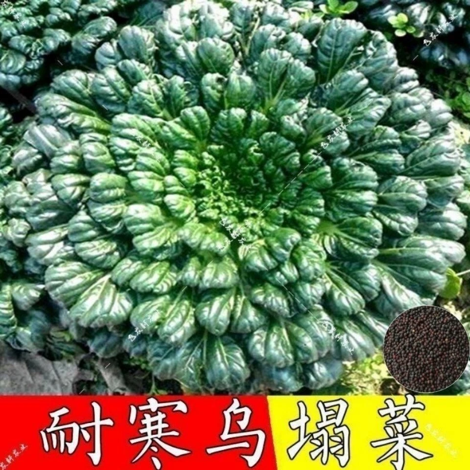 【乌塌菜种子】绿叶高钙蔬菜养心菜黑白菜种子四季播种农家乌塌菜