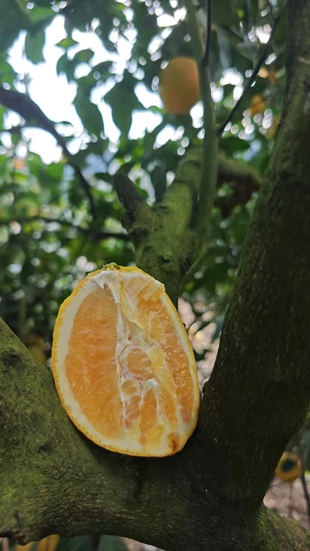 福清一都天然脐橙