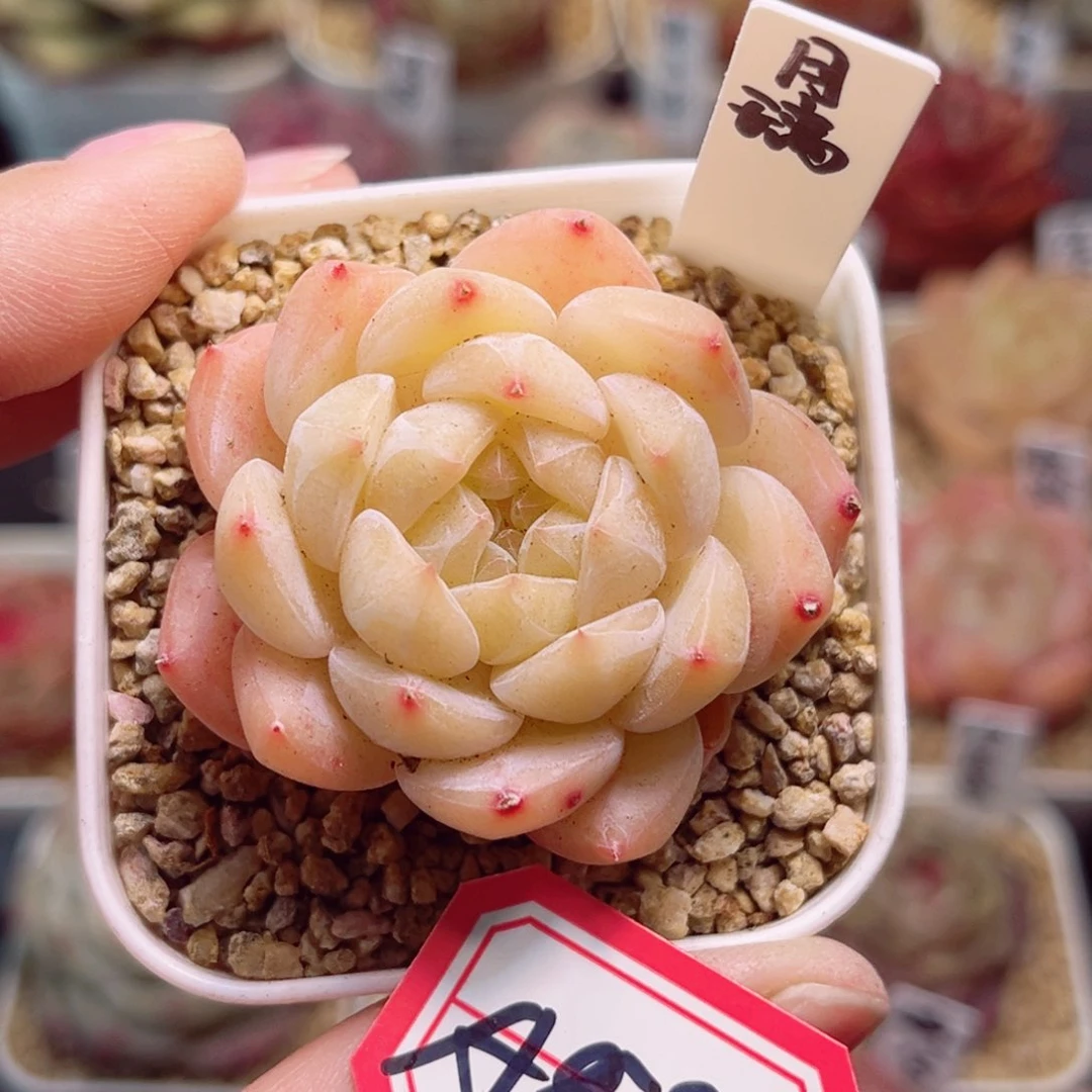 A597一物一拍 月璃