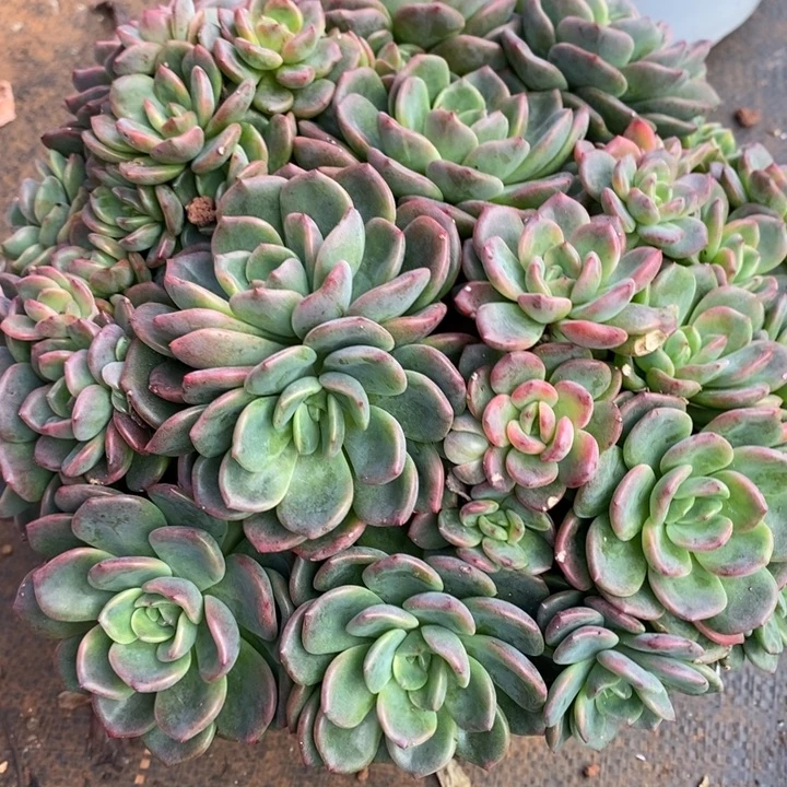 D597- 直播福利 甜橙捧花