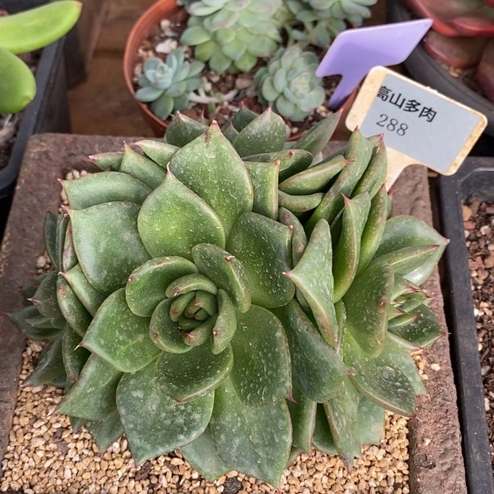 D288- 直播福利 东云捧花