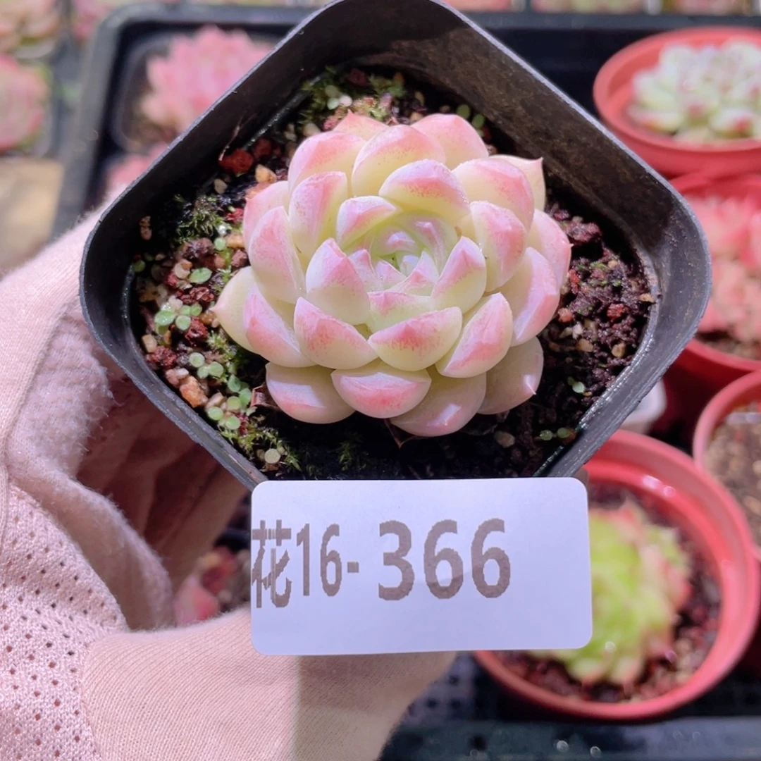花利美16-366明月心