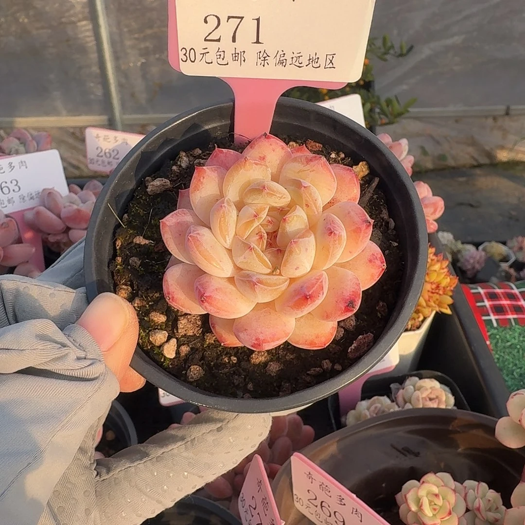 271 脱土 一物一拍 不包整