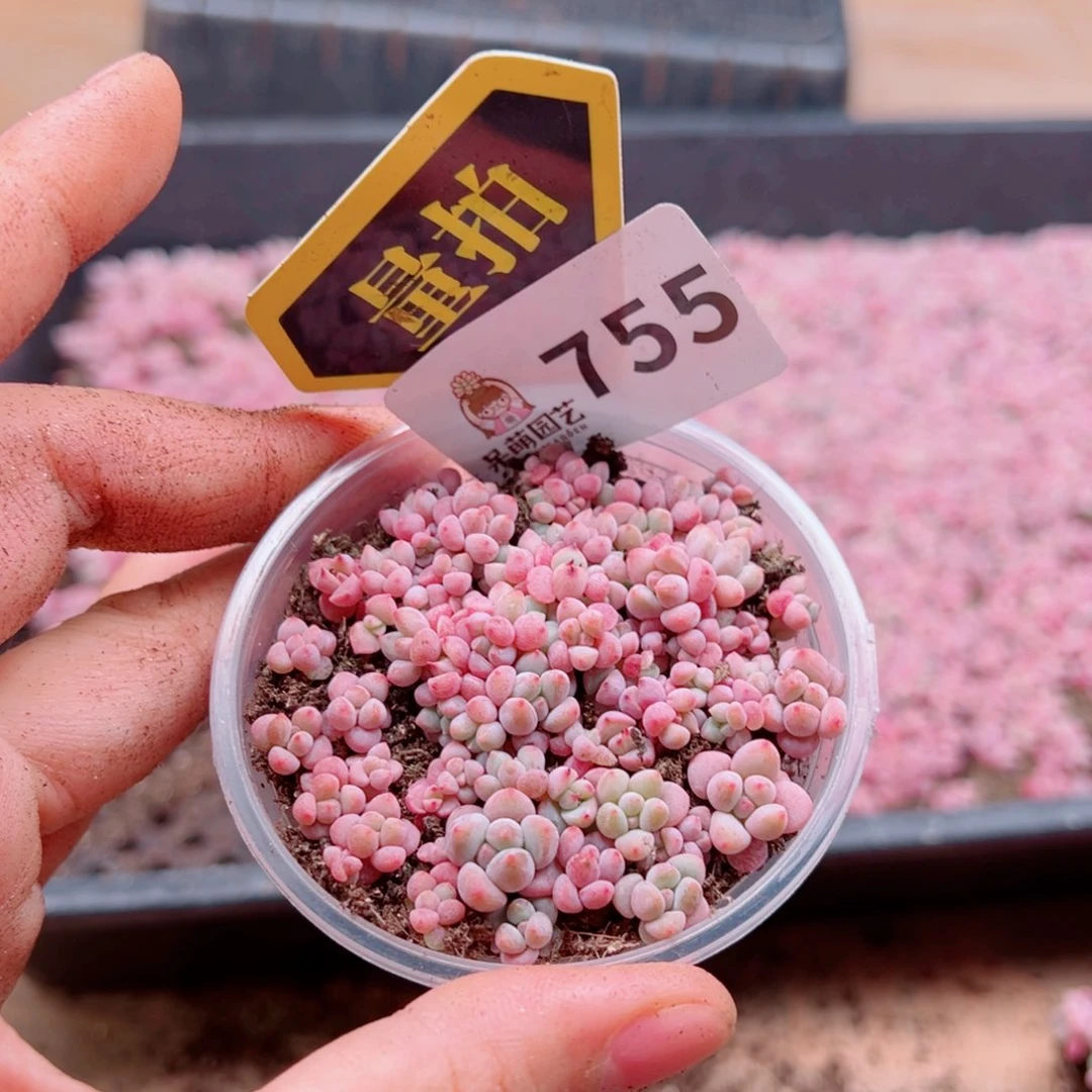 多肉植物多肉植物