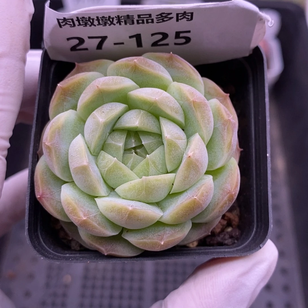 【闪购商品】27-125立夏