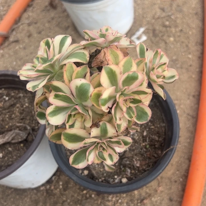 燕子锦绣球一颗多肉植物量