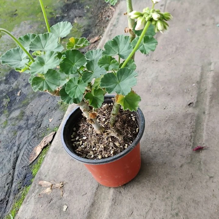当前无花栽培后可以开花