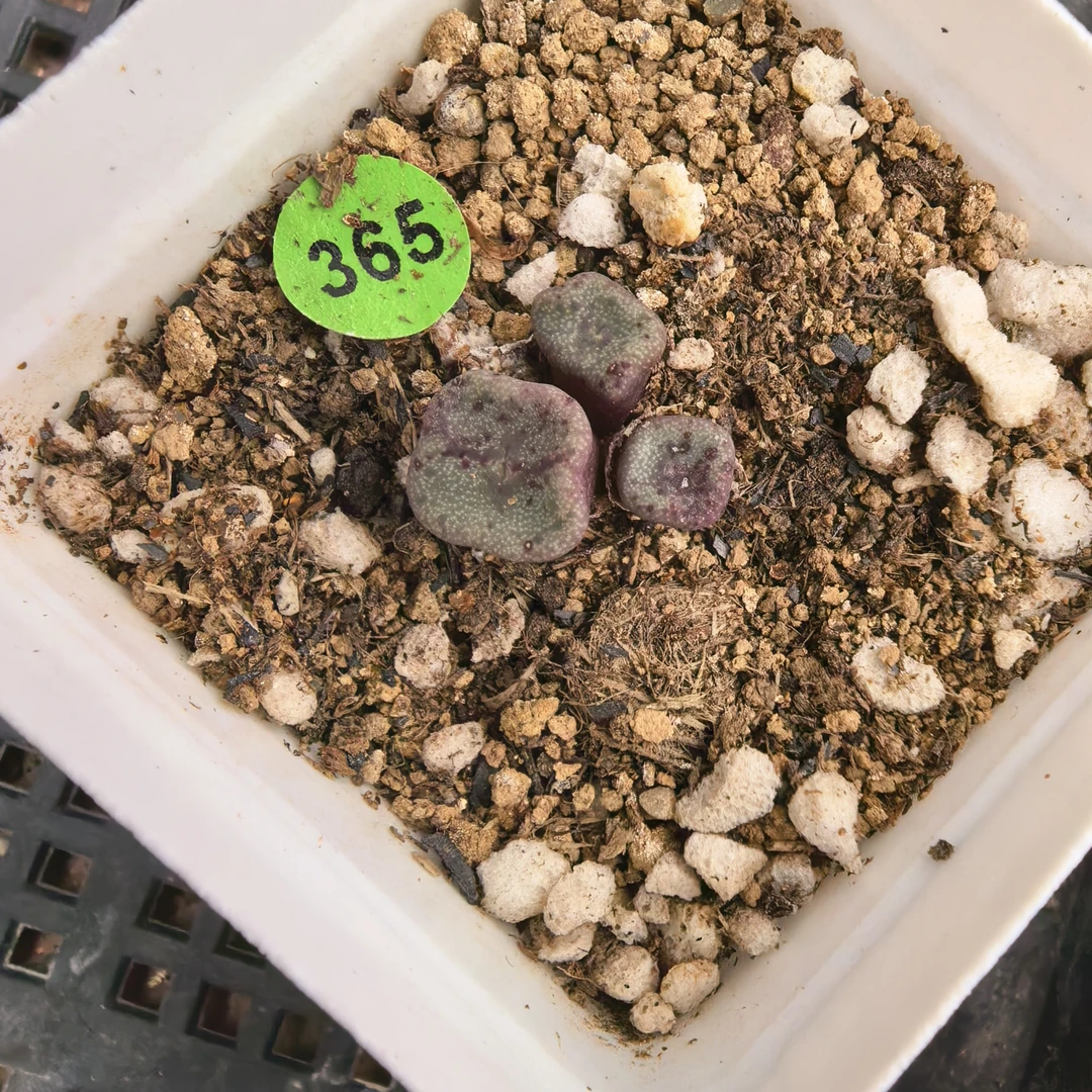 方碗3头（2颗）带盆多肉365+191号