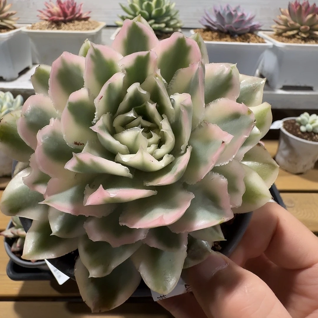 紫蝴蝶锦1111107-120