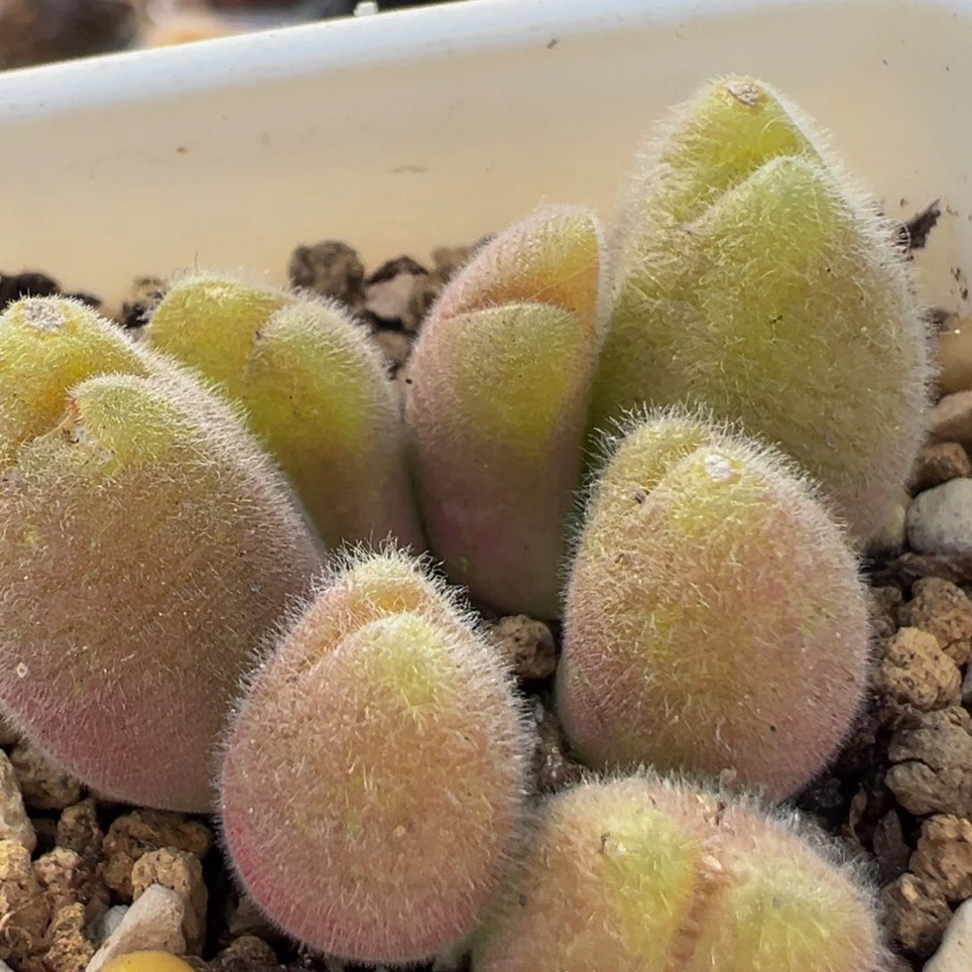 108多肉植物百科植物