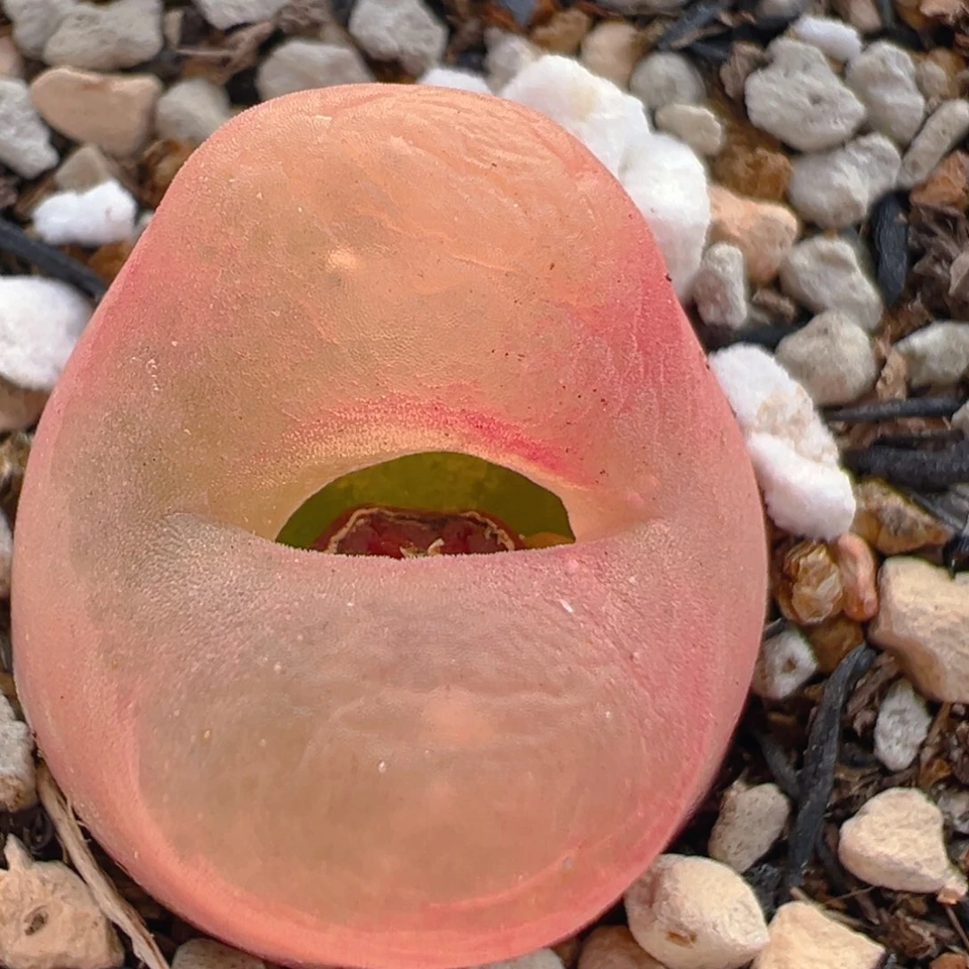 178多肉植物百科知识