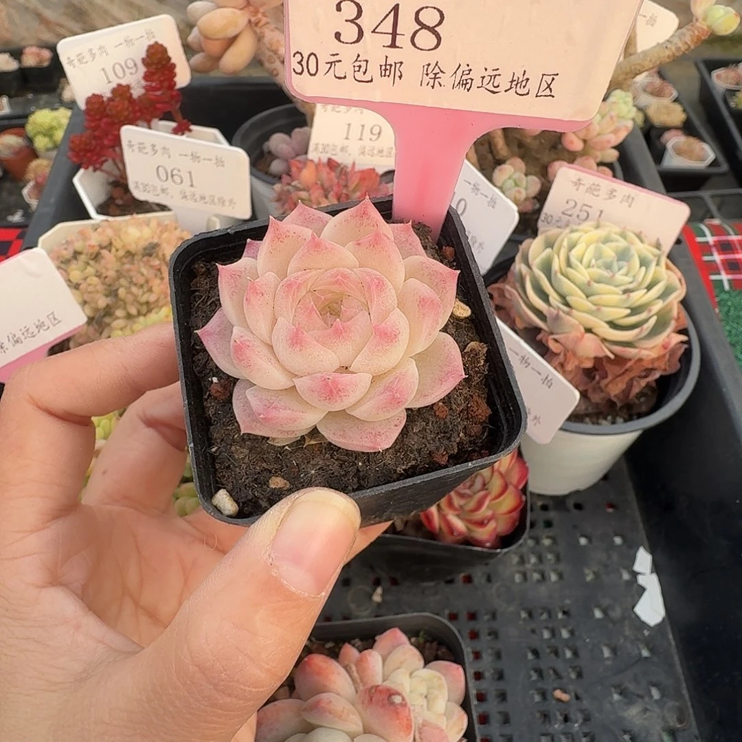 348 脱土 不包整 30元包邮非偏远