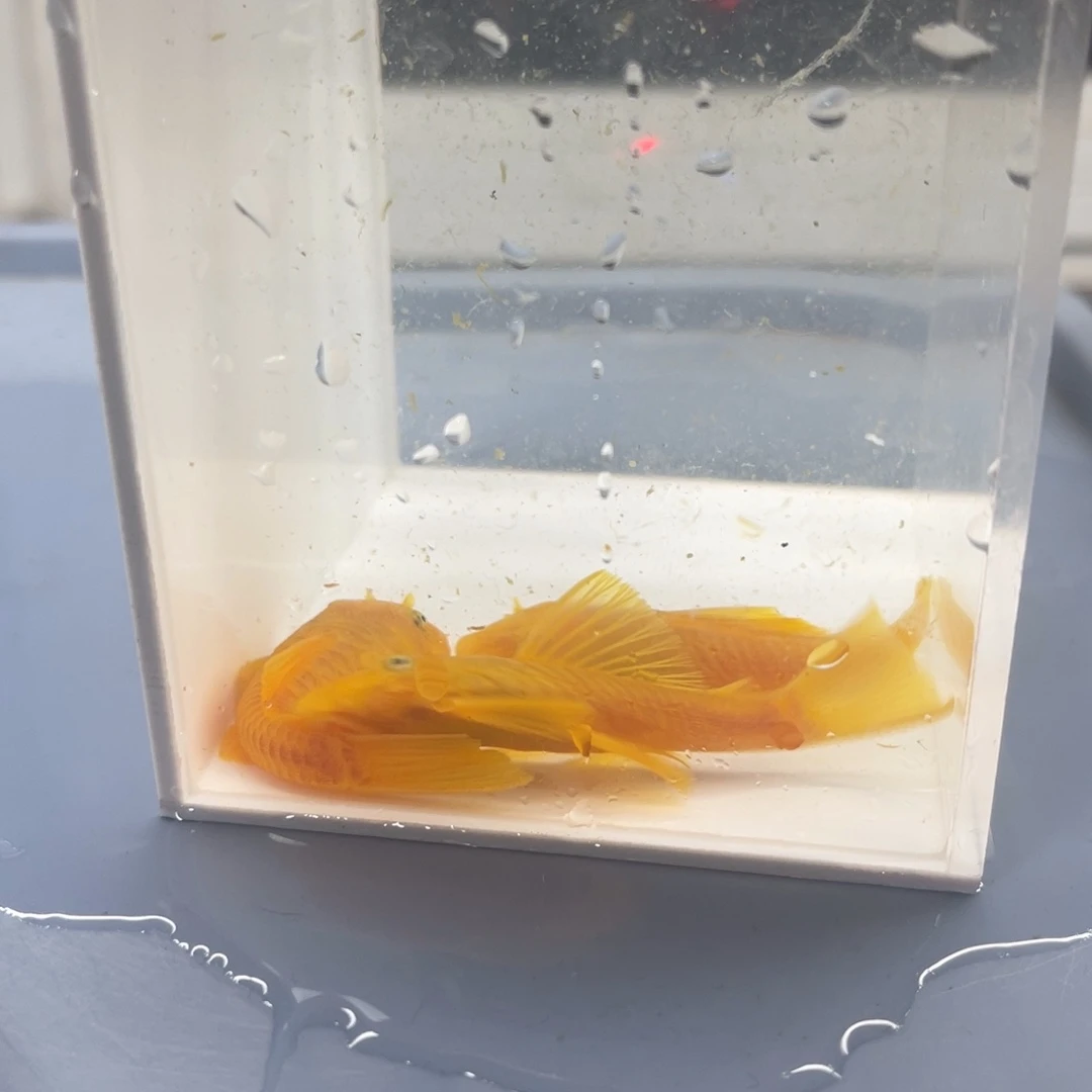 清道夫鱼胡子3公开箱视频报损