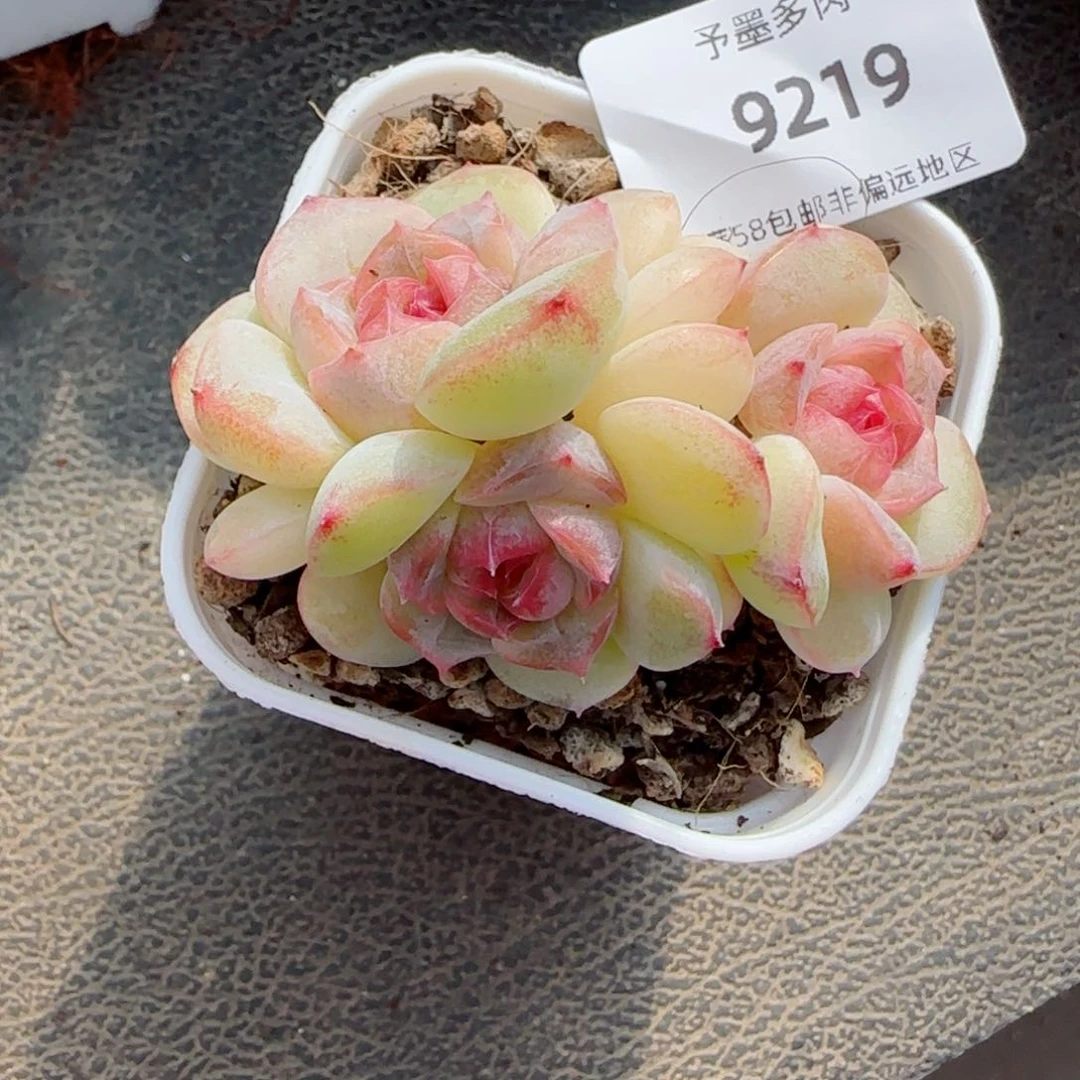 舒芙蕾，9219多肉植物