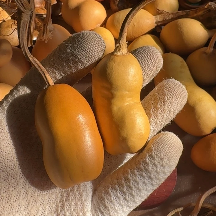 ～****葫芦88888888888888