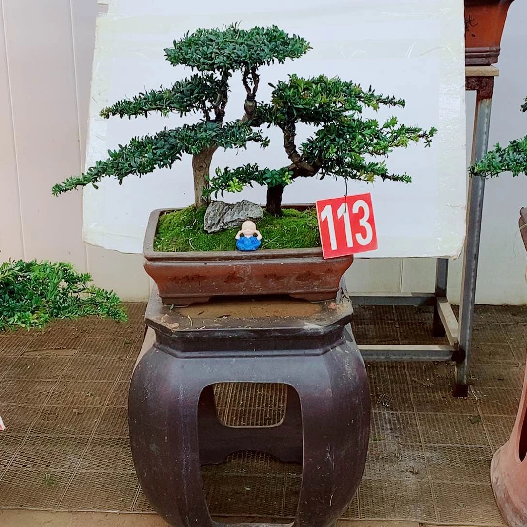 绿植盆栽一物一拍