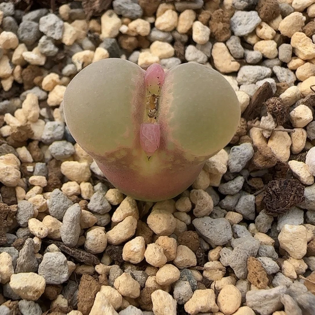 11-23-1-4当天满38包邮脱1.7cm风铃土